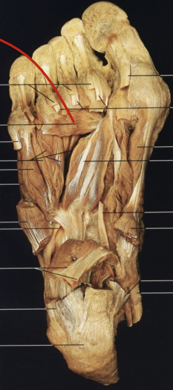 <p>What muscle, layer, action and innervation is this?</p>