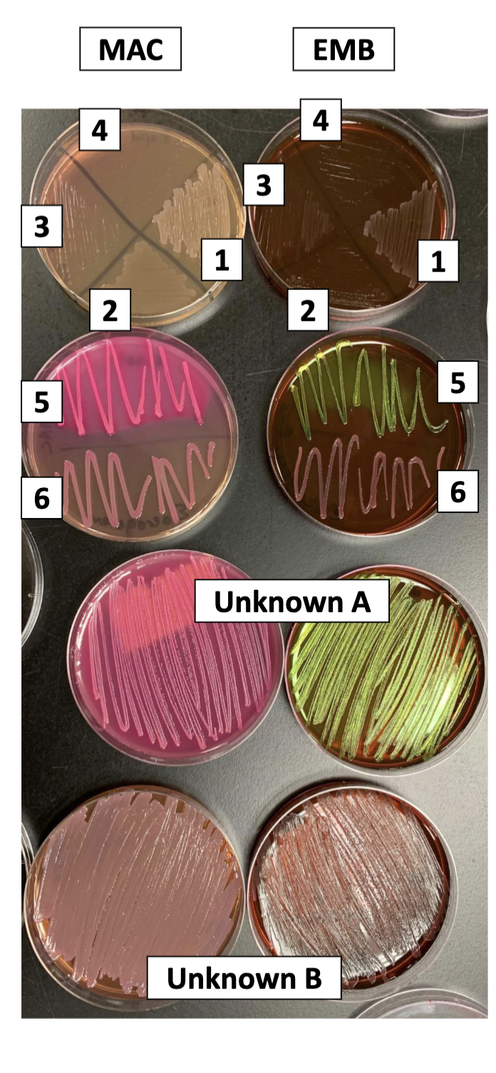 <p>MAC plate:</p><p>1 + 2 are gram negative while 4+3 must be gram positive</p><p>1 and 2 cannot ferment lactose (no color change)</p><p>5=there is growth (gram negative) and a color change to pink=ferments lactose to acids</p><p>6=growth but no color change so does not ferment lactose to acids</p><p>unknown A is gram negative and ferments lactose</p><p>unknown B does not ferment lactose but is gram negative</p><p></p><p>EMB:</p><p>1+2  are gram negative and does not ferment lactose to acids</p><p>3+4 are gram positive </p><p>5 is gram negative and can ferment lactose to acids (green may mean pH of less than or equal to 4.8)</p><p>6 is gram negative but cannot ferment lactose to acids (no color change)</p><p>unknown A is gram negative and can ferment lactose to acids</p><p>unknown B is gram negative and cannot ferment lactose to acids</p>