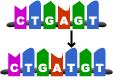 <p>A mutation in which one or more nucleotides are added to a gene</p>