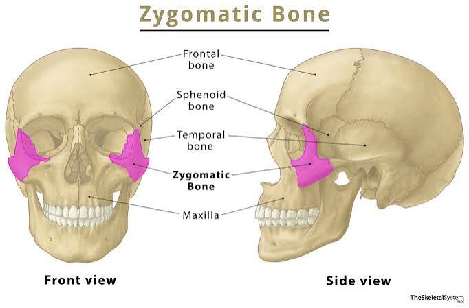 <p>Cheek bone.</p>