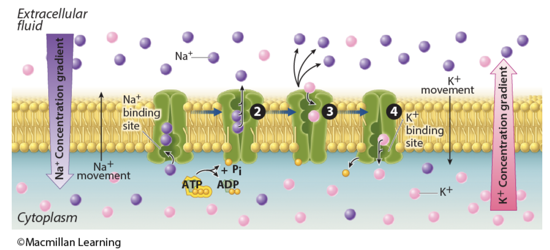 <p>In the kidney, glucose transport across the cell membrane is the result of a combination of two steps of active transport. Refer to the figures shown. The first step involves a primary active transport system performed by the sodium-potassium pump. It uses the energy from ATP hydrolysis to move sodium ions out of the cell and potassium ions into the cell. The second step involves a secondary active transport symporter that uses the energy in the sodium gradient created by the first step. This second step moves glucose, as well as sodium ions that move down their concentration gradient, into the cell. Based on the two-step model of glucose transport, what would happen if the rate of function of the sodium-potassium pump increased?</p>
