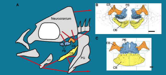 <p>Oral jaws at the front of the head</p><p>Pharyngeal jaw at the back of the mouth cavity</p><p>Oral jaws collect prey, pharyngeal jaws process prey</p><p>Pharyngeal jaws develop from gill arches</p>