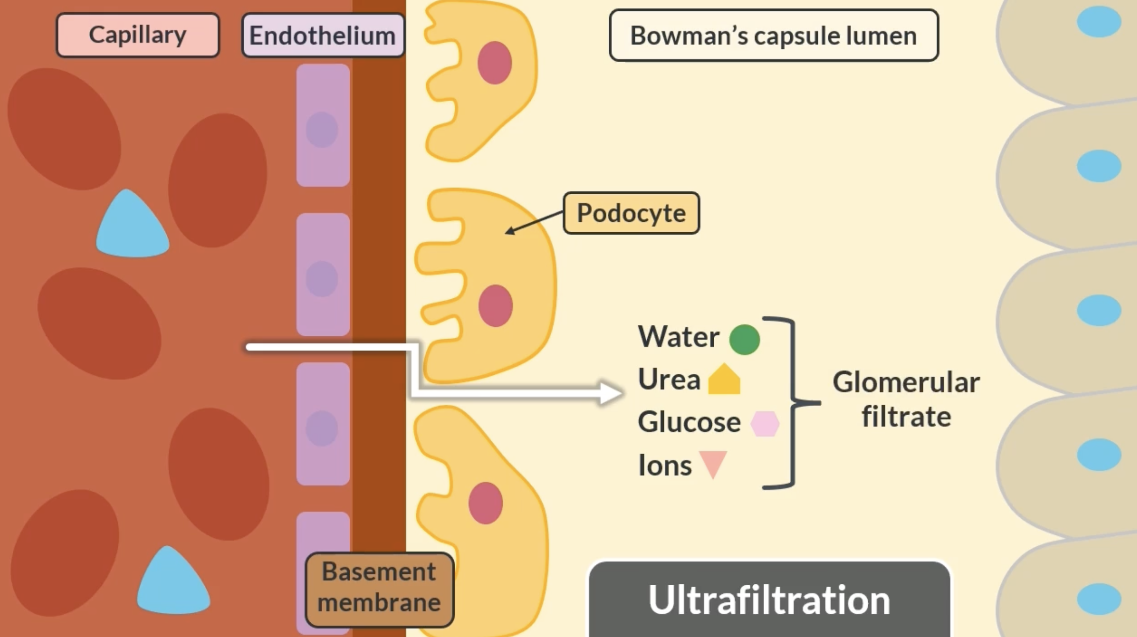 <p>not all substances can move from the glomerulus into the bowmans capsule. this is due to a process called ultrafiltration. substances must pas through these 3 barriers:</p><p>-endothelium lining of the capillary </p><p>-basement membrane. contains pores that control the size of substances passing through </p><p>-podocytes = cells that line the bowman capsule. have gaps to control the movement of useful substances passing through </p><p>examples of substances that pass through: water, urea, glucose, ions = glomerular filtrate  </p>