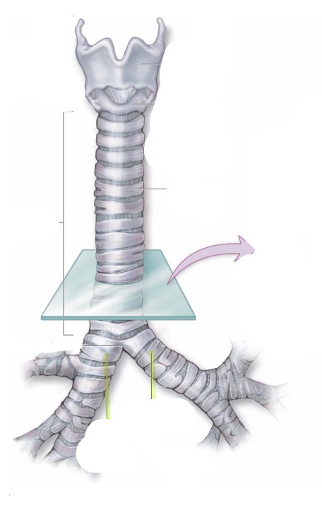 <p>what is this </p>