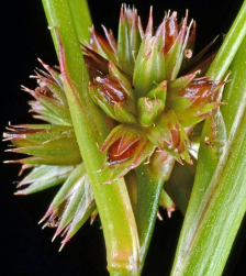 <p>floral formula of juncaceae</p>