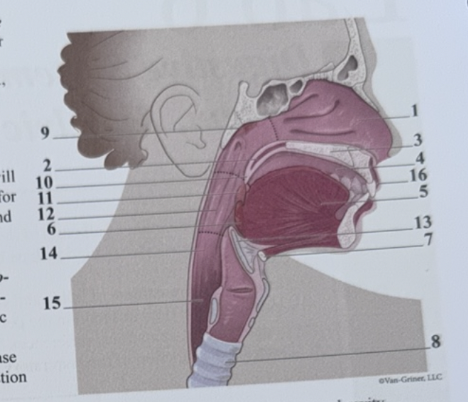 <p>What is the structure between the mouth and stomach and what number?</p>
