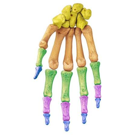 <p>Identify the bones highlighted in blue</p>
