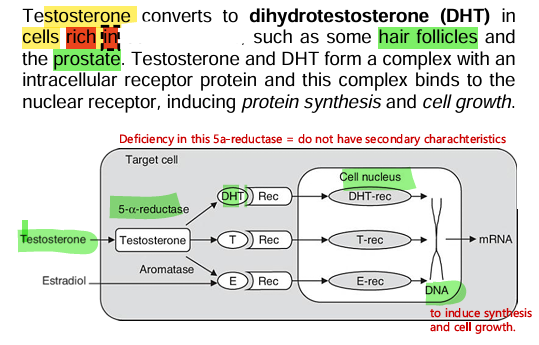 <p><strong><u>Cellular mechanism</u></strong></p>