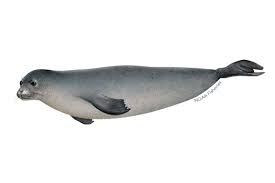 <p>Hawaiian monk seal</p>