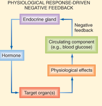 as blood glucose lowers, glucagon is released to raise it and when more glucose is in the blood stream, glucagon release from the pancreas is inhibited