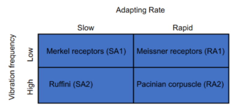 <p><mark data-color="blue" style="background-color: blue; color: inherit;">surface receptors</mark>: Merkel receptors (SA1), Meissner corpuscle (RA1)</p><ul><li><p><strong><u>small RFs</u></strong></p></li><li><p>respond to slow vibration rates (aka <strong><u>low frequency vibrations drive surface fibers)</u></strong></p></li></ul><p>___</p><p><mark data-color="blue" style="background-color: blue; color: inherit;">deep receptors</mark>: Ruffini cylinder (SA2), Pacinian corpuscle (RA2)</p><ul><li><p><strong><u>large RFs</u></strong></p></li><li><p>respond to high vibration rates (aka <strong><u>high frequency vibrations drive deeper fibers)</u></strong></p></li></ul><p>__</p><p>SO if cutaneous receptor is near <u>surface </u>of skin, will have <u>smaller</u> RFs</p><p>SO if cutaneous receptor is <u>deeper </u>in dermis OR in subcutaneous fat, will have <u>larger</u> RFs</p>