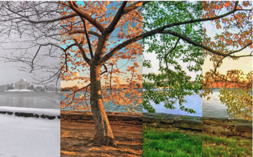 <p>● Per unit area → takes into account that different environments vary in size</p><p>● Per year → takes into account effect of seasonal variation (temperature etc.) on biomass</p><p></p><p>○ Standardising results, more representative, enables comparison between environments</p>