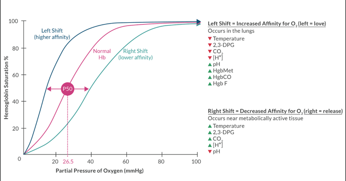 <p>the curve tells us the tendency if HGB to bind to HGB</p><p>P50=26.5mmhg</p><p>max loading= 100mmHg (if increased FiO2 will increase dissolved fraction but not any bound to HGB past 100mmHg)</p><p>Tissues that have higher metabolic rate consume more O2 and produce more CO2, hydrogen, and heat</p>
