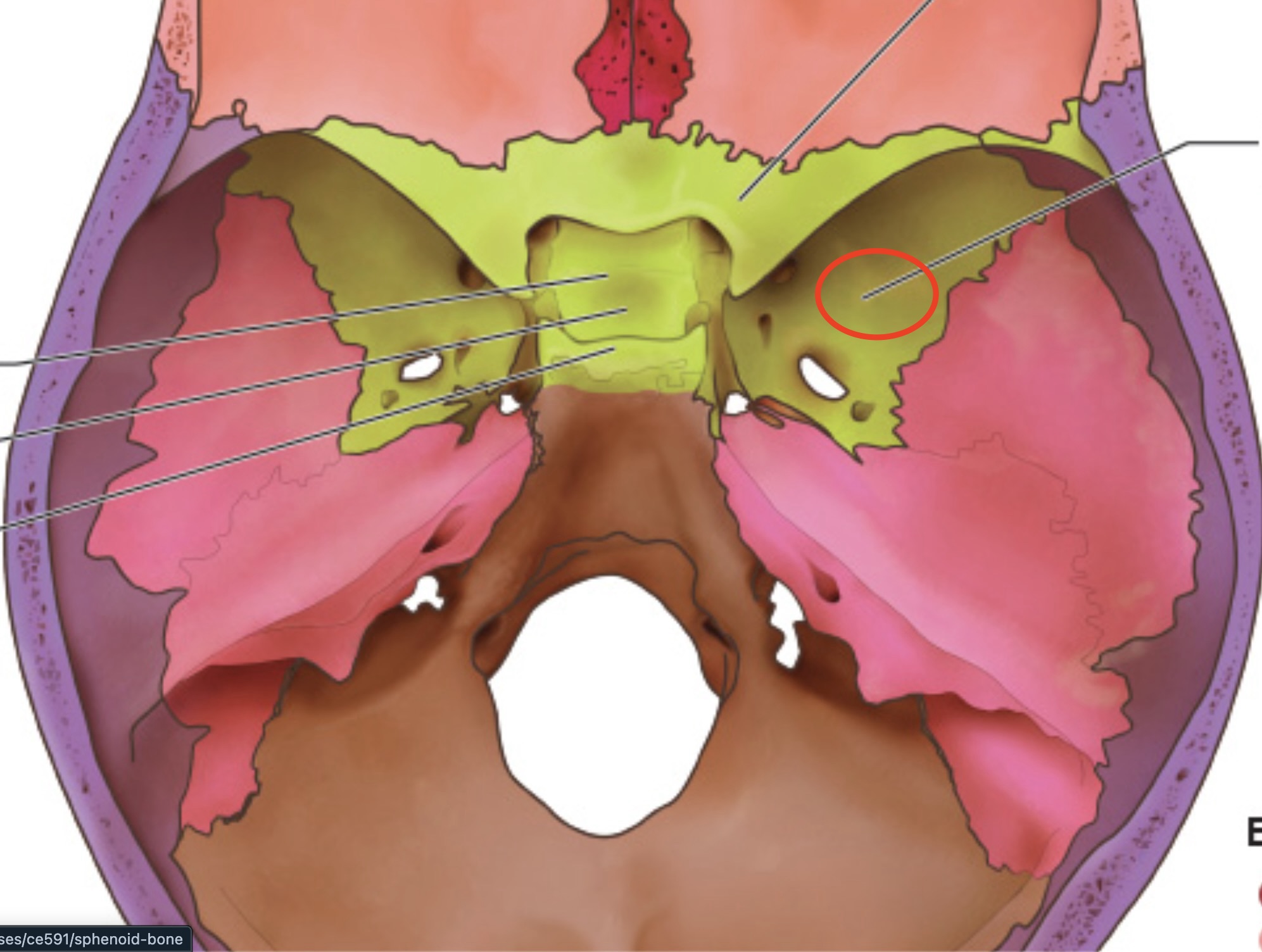term image