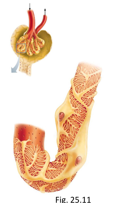 <ul><li><p>Fenestrated endothelium (glomerus)</p></li><li><p>Fused basement membranes</p></li><li><p>Podocytes (layer of bowman’s capsule) with filtration slits in between.</p></li></ul><p></p>