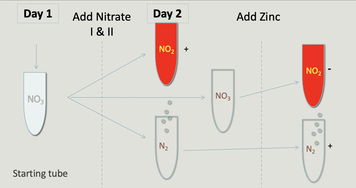 <ul><li><p>detects nitrate reductase (nitrate to nitrite, NO3 → NO2)</p></li><li><p>reagents: nitrate 1 (sulfanilic acid) and nitrate 2 (dimethyl-alpha-naphthylamine)</p></li><li><p>^^ reacts with nitrite to form brick red color</p></li><li><p>zinc powder can be used as a catalyst for rxn if color doesnt change to confirm that microbe is negative for nitrate reductase</p></li><li><p>^^ if tube remains turbid clear it has been reduced to N2 (g)</p></li></ul><p></p>