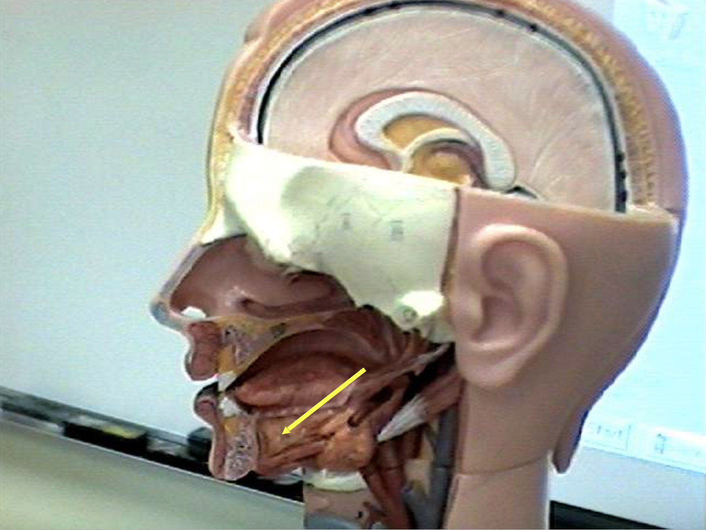 <p>Identify the organs of the digestive tract.</p>
