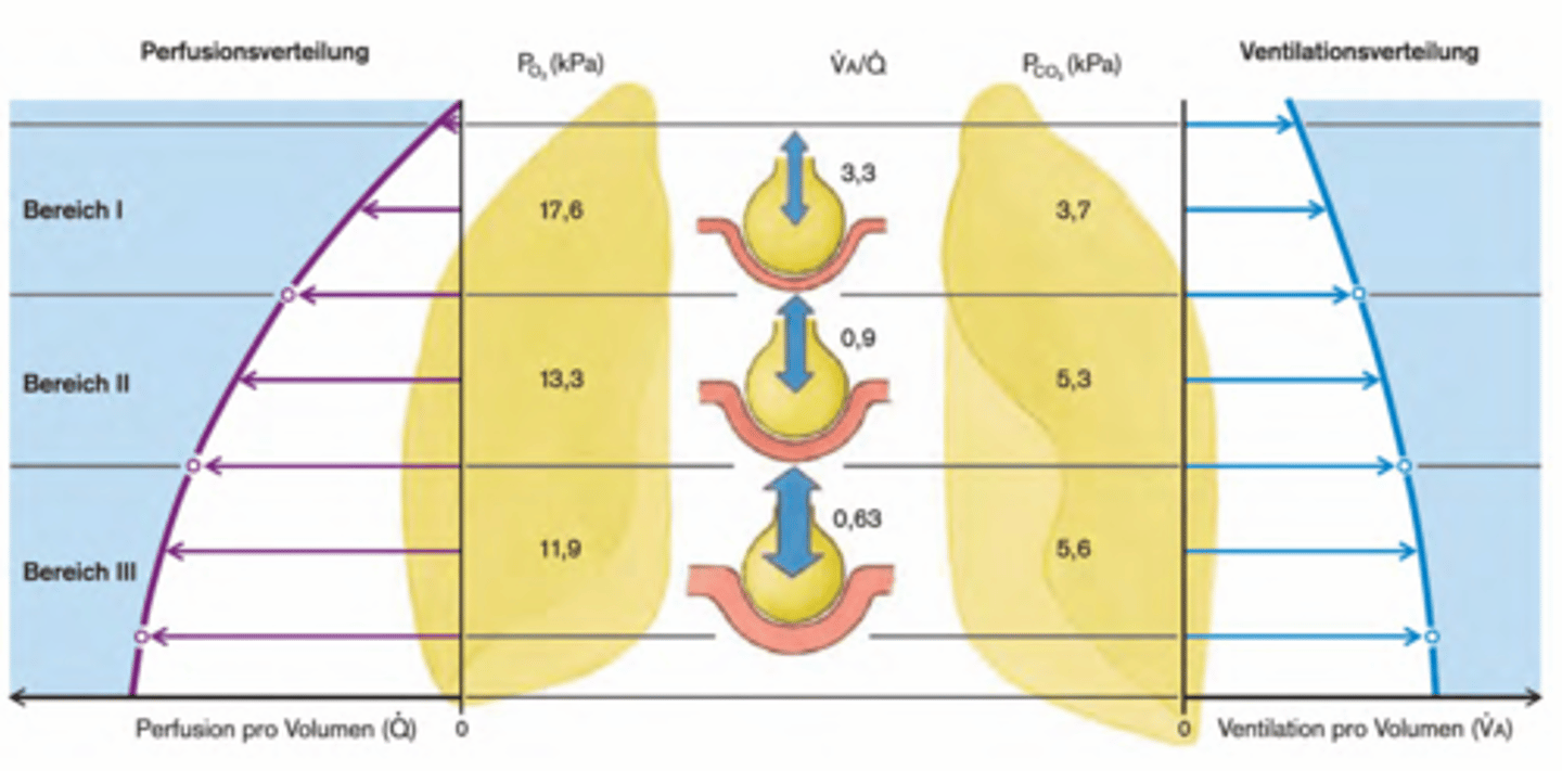 <p>Das Verhältnis nimmt in Richtung Lungenbasis ab</p><p>Grund: Einschränkung auf die Ventilation ist weniger ausgeprägt als bei der Perfusion -> Auswirkung auf Quotient (nimmt von oben nach unten ab - liegt normalerweise zwischen 0,8 & 1 = gleich viel Ventilation & Perfusion (fast ausgeglichen))</p>