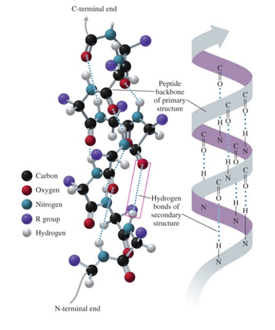 <ul><li><p>hydrogen bonds form between the oxygen of the C=O groups and the hydrogen of N—H groups of the amide bonds in the next turn of the a helix</p></li><li><p>the formation of many hydrogen bonds along the polypeptide chain gives the helical shape of a spiral staircase</p></li></ul><p></p>