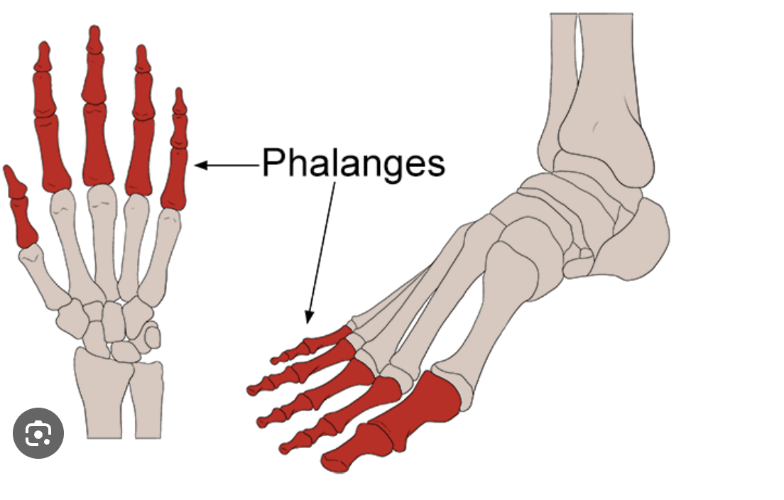 <p>Phalanges! </p>