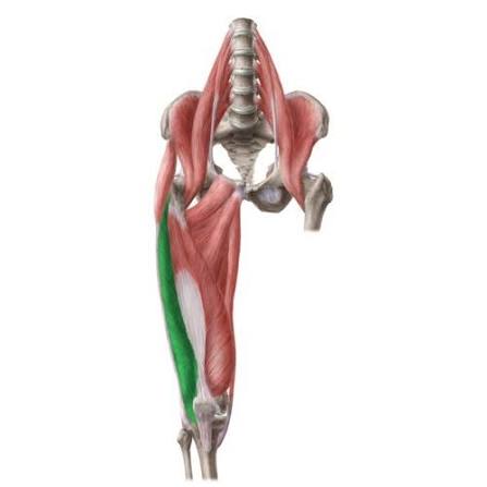 <p>Quadricep that sits on the outside of the legs, and extends the knee</p>