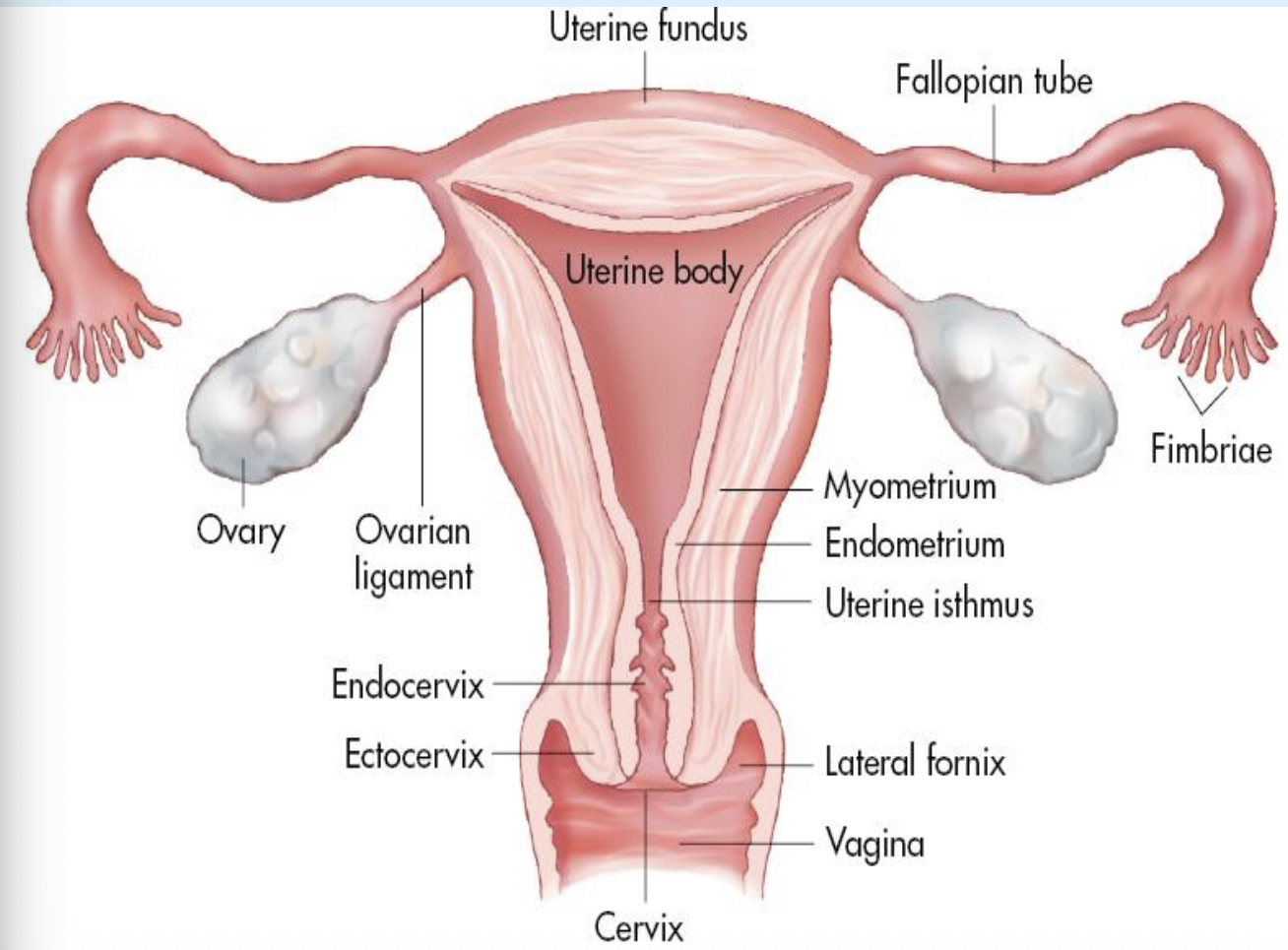 <ul><li><p>hollow, pear shaped</p></li><li><p>Consists of:</p><ul><li><p>fundus</p><ul><li><p>widest (most superior)</p></li></ul></li><li><p>body (corpus)</p><ul><li><p>largest portion</p></li></ul></li><li><p>Isthmus</p><ul><li><p>point between body of uterus &amp; cervix</p></li><li><p>bends anteriorly or posteriorly </p></li></ul></li><li><p>Cervix</p><ul><li><p>most inferior portion</p></li></ul></li></ul></li></ul><p></p>
