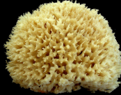 <p>Poríferos, demosponjas, leucon, <em>Geodia</em> </p>