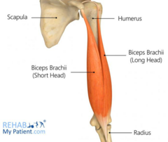 <p>Long head: supraglenoid tubercle of scapula</p><p>Short head: coracoid process of scapula</p>