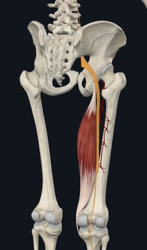 <p><span style="font-family: Aptos, sans-serif; line-height: 115%;">Nerf tibial L5-S2 (provient du nerf sciatique)</span></p><p><span style="font-family: Aptos, sans-serif; line-height: 115%;">Artères perforantes et artère circonflexe médiale</span></p>