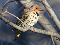 <p>Northern Flickers</p>