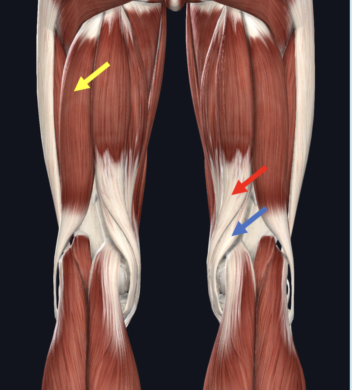 <p>Identify the muscle at the tip of the blue arrow</p>