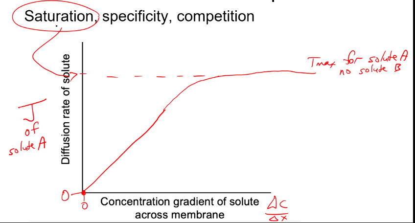<p>Reaches max rate of transport (saturation is 100%) when all protein carriers are full</p>