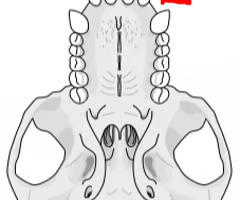 <p><span>A gap between the upper incisors and canines. The gap is used to accommodate the enlarged lower canines.</span></p>