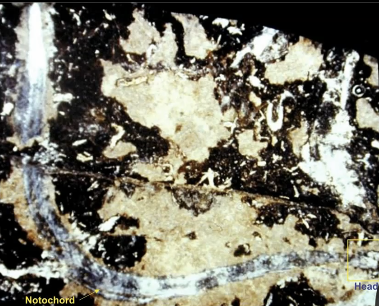 <p>what is this?</p>