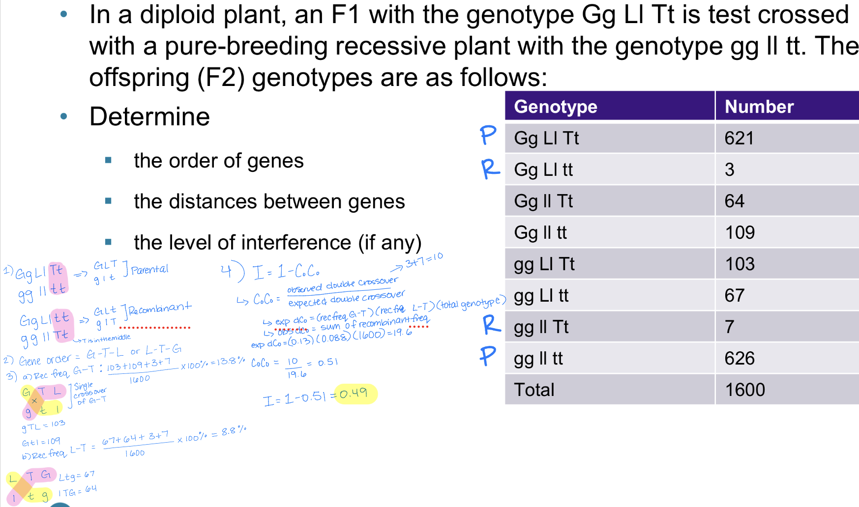 <ol><li><p>Identify if the observation #s deviate from the expected #s</p></li><li><p>Identify the parental allele combinations → biggest #s and the recombinant allele combinations → smallest #s</p></li><li><p>Identify which gene is in the middle by comparing the parental and recombinant allele combinations and seeing which allele changes → get 2 possible gene orders from this</p></li><li><p>Calculate the recombination frequencies for both possible gene orders by doing single crossovers and then using numbers associated with result from crossover into formula:</p><ol><li><p>single crossover 1 # + single crossover 2 # + double crossover #s / total x 100%</p></li></ol></li><li><p>Solve for interference (I=1-C<sub>o</sub>C<sub>o</sub>)</p><ol><li><p>Find expected double crossover = (calculated rec freq/map distance G-T) (calculated rec freq/map distance L-T) (total)</p></li><li><p>Find observed double crossover = sum of recombinant freq</p></li><li><p>Divide observed double crossover / expected double crossover to get C<sub>o</sub>C<sub>o</sub></p></li><li><p>Plug into eqn: I=1-C<sub>o</sub>C<sub>o</sub></p></li></ol></li></ol><p></p>