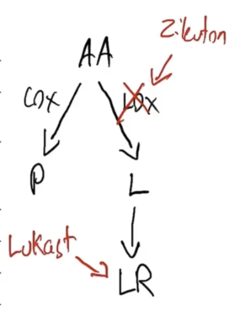 <p>Inhibit Leukotriene receptor Antagonists (LTRAs) used in asthma treatment, blocking the action of leukotrienes to reduce inflammation and bronchoconstriction. </p>