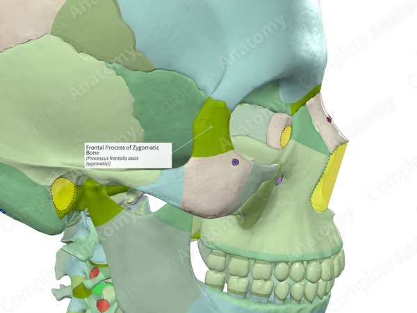 <p>Joins with the zygomatic bone (cheek bone)</p>
