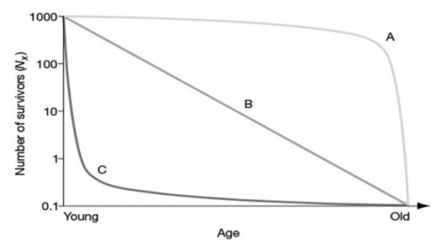 <p>What type of survivorship curve is B?</p>