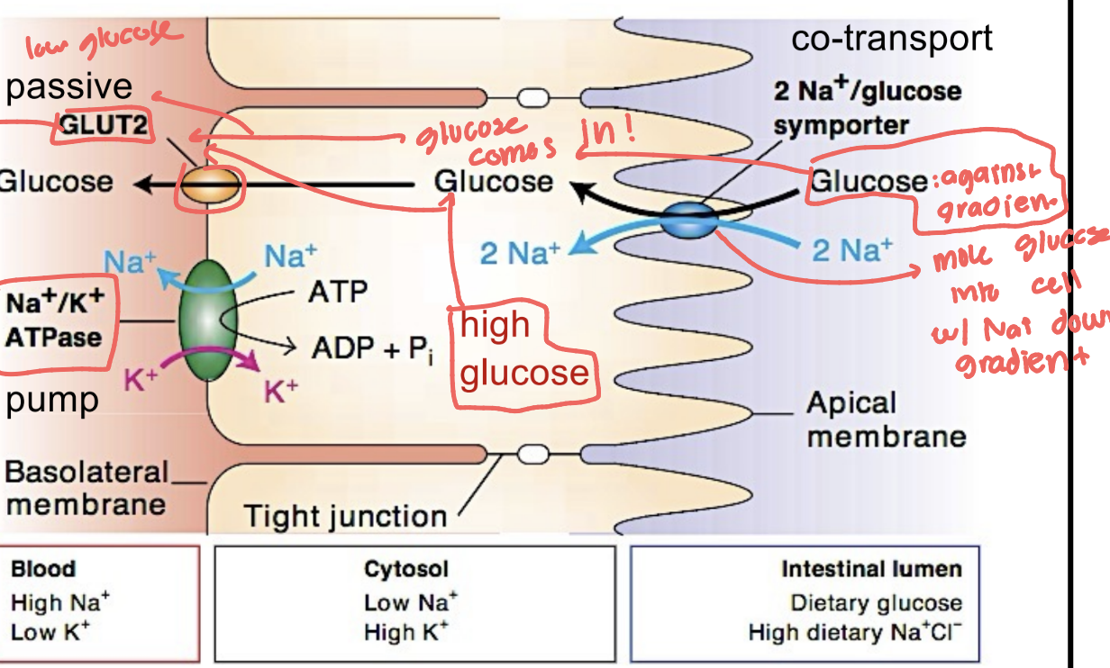 <p>protein in epithelial cells that <strong>moves glucose into the cell from the gut lumen by using the sodium (Na⁺) gradient, allowing glucose absorption against its concentration gradient</strong>.</p>