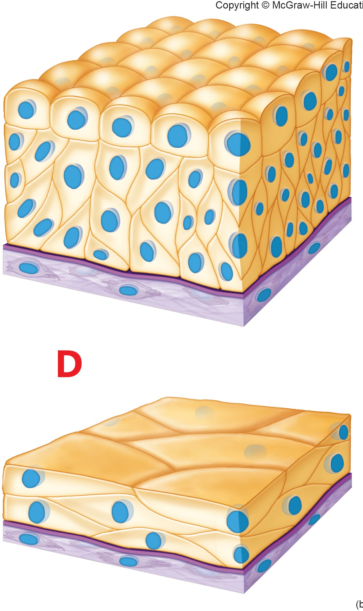 <p>Which is Simple cuboidal?</p>