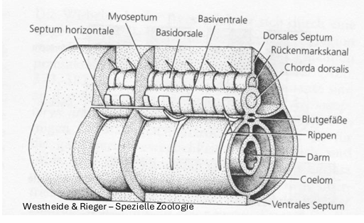 <ul><li><p><span>Ursprünglich segmentale Gliederung der Rumpfstrukturen</span></p></li><li><p><span>Muskulatur und Kiemenbögen, Rippenbildung im Bereich der Septa</span></p></li><li><p><span>Wirbelbildung: intersegmental zu Myosepta</span></p></li><li><p><span>Kiemenöffnungen entstehen aus Verwachsungen von Entoderm und Ectoderm</span></p></li><li><p><span>Sekundäre Öffnungen</span></p></li><li><p><span>Kiemenbögen entstehen aus Neuralleiste (embryonale Struktur aus pluripotenten Zellen, Ursprung Ektoderm an Grenze zwischen epidermalem Ektoderm und neuralem Ektoderm)</span></p></li></ul><p></p>