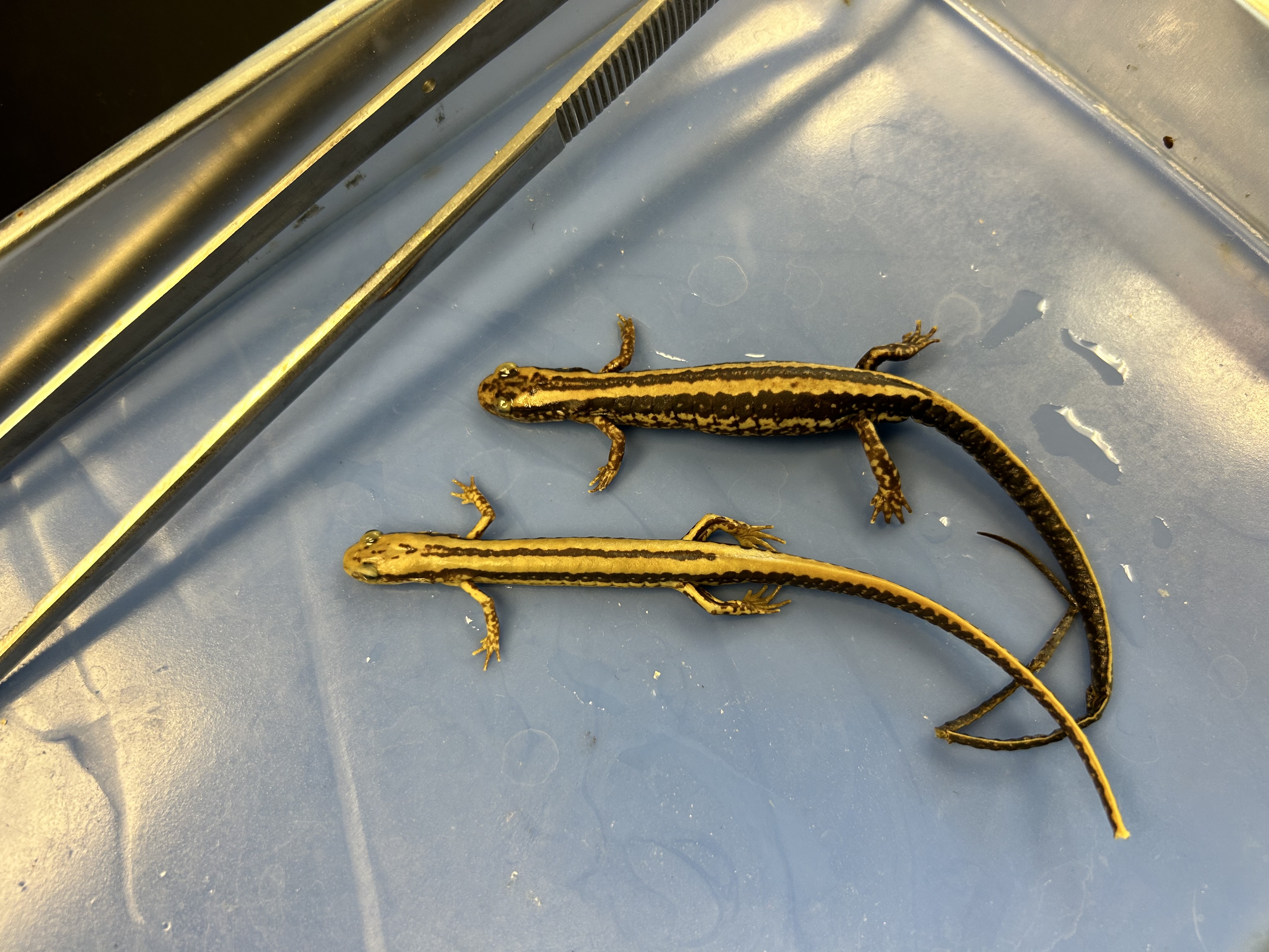 <p>-three lined salamander</p><p>-black stripe down the back flanked by yellow stripes that meet at the base of the tail</p><p>-dark mid-dorsal and dorsolateral lines form 3 lined pattern</p><p>-terrestrial but not far from water</p><p>-slow moving waters, 4-6 m as larvae</p><p>-plethodontidae</p>