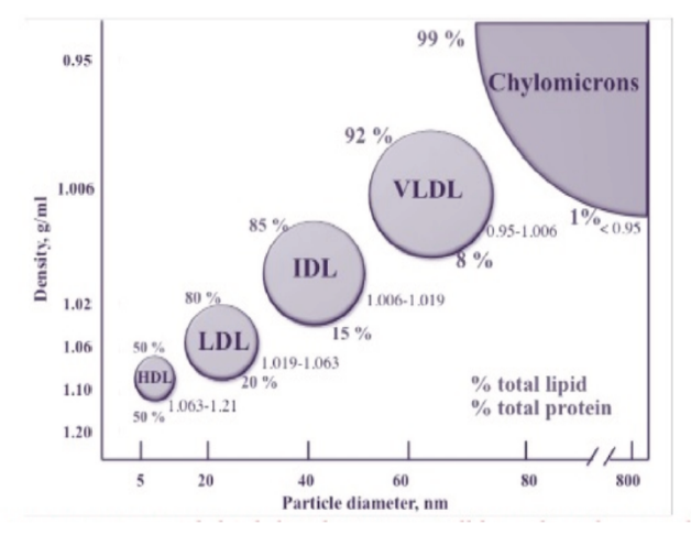 <p>What is the lowest density lipoprotein?</p>