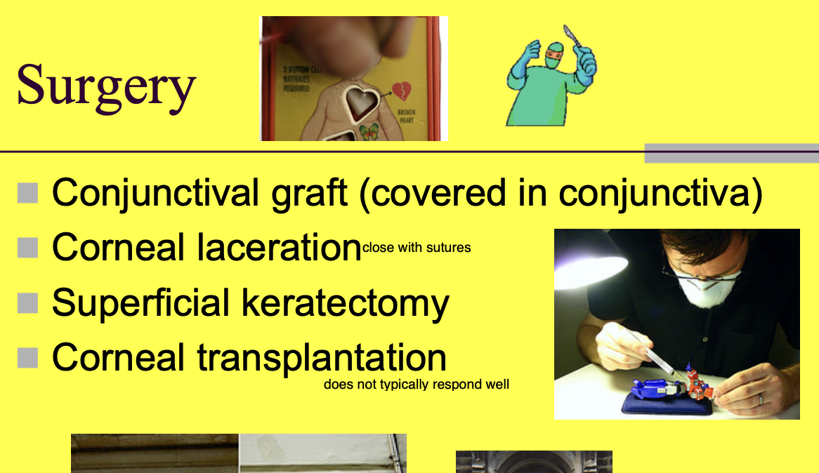 <p>Conjunctival graft.</p><p>Corneal laceration.</p><p>Superficial keratectomy.</p><p>Corneal transplantation.</p>