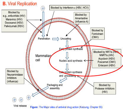 <p>Aciclovir is a nucleoside analogue that, once converted to its active triphosphate form, inhibits viral DNA polymerase and causes termination of viral DNA chain elongation, thereby blocking replication of HSV and VZV.</p>