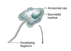 <p>What happens to the cytoplasm during the acrosome phase?</p>