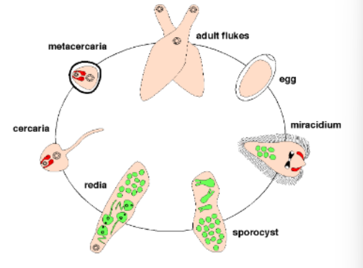 <p>digenic produce enormous number of offspring by combining sexual and asexual</p><p>all have at least 2 hosts of which one is a snail</p><p>not all stages are found in all species</p><p>asexual reproduction (green) occurs in germinal balls. home to omnipotent progenitor cells that can initiate w/o fertilization</p>