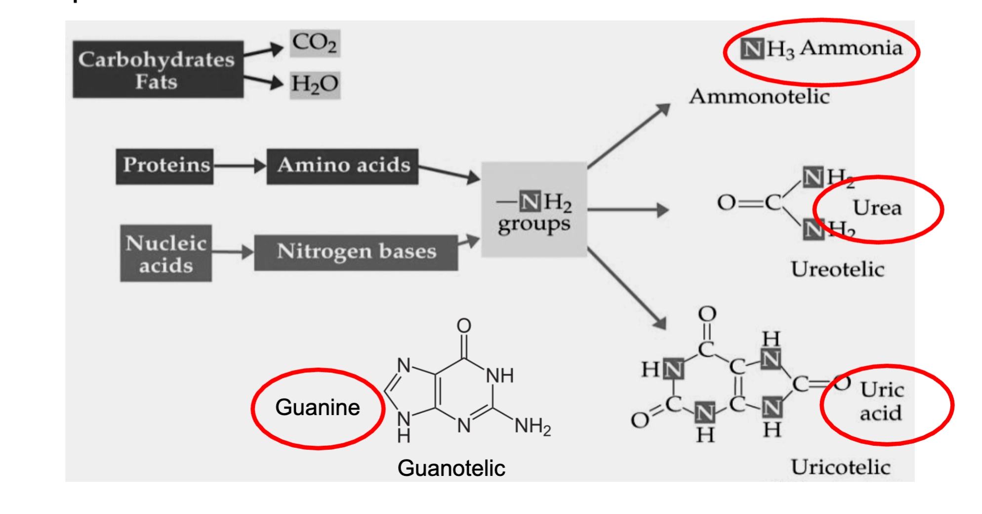 <p></p><ul><li><p>Excess ions are managed and removed to help osmoregulate</p></li><li><p>Metabolic waste products can be toxic and also need to be excreted</p></li></ul><p>nitrogenous waste comes from the breakdown of proteins and nucleic acids → end up with NH2 groups → released as <span><strong>ammonia, urea, uric acid, and guanine</strong></span></p>