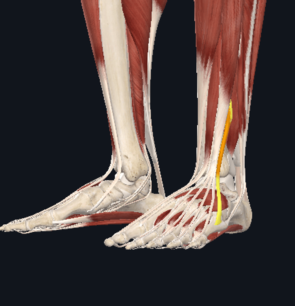 knowt flashcard image