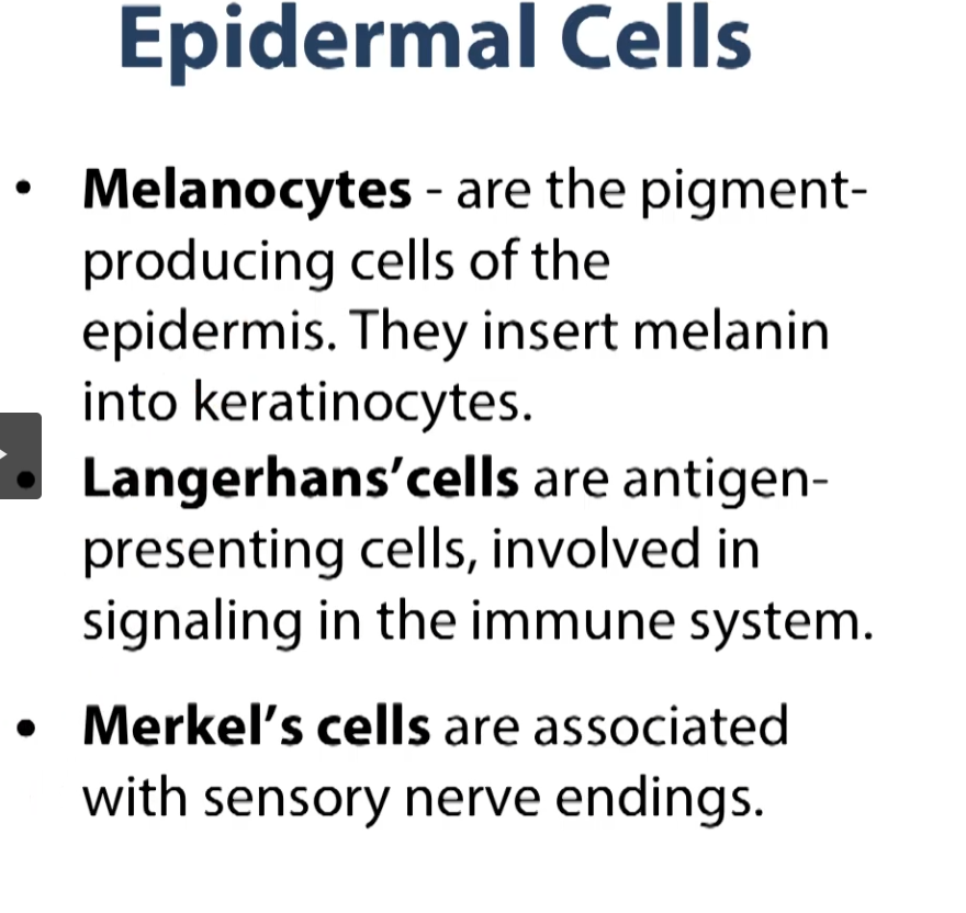 <p>The other cells of the epidermis are the melanocytes, langerhans and merkel cells. </p><p>Melanocytes are the pigment producing cells of the epidermis. Melanocytes, along with other factors, such as the amount of vascular capillaries that are found in skin, helped to give you the pigmenation or the particular shade of pigmentation to your skin. </p><p>So your Langerhans cells are cells that are related to the immune system, they are antigen-presenting cells. So when they find an invader (pathogen) in our skin, these cells will help breakdown this pathogen, and they will take those pathogen particles and present it to the immune system underneath in the connective tissue can mount the proper immune response. </p><p>And you have sensory nerve endings in the shape of Merkel cells as well, which are somewhat difficult to see in the skin. </p>